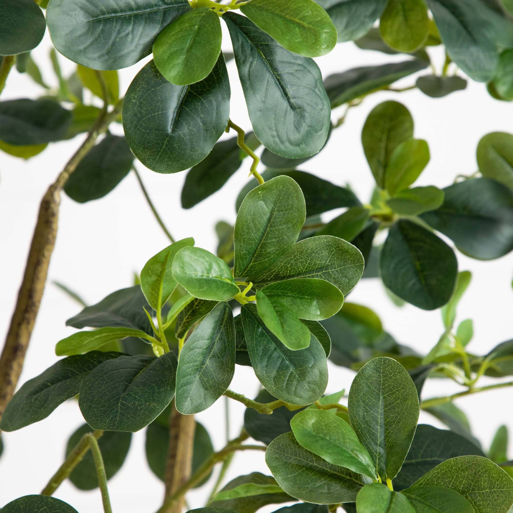 6ft. Potted Black Olive Tree